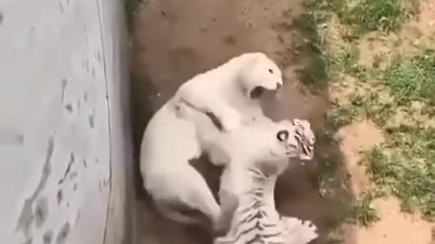 Tiger vs Liones