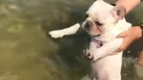 Doggo Getting Swimming Lessons | Funny Pets | Pets At Home