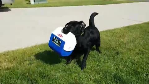 Black dog runs with blue white lunch box in his mouth