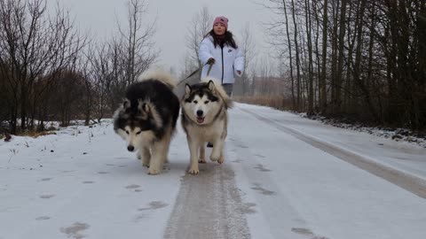 Husky walking in snow