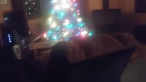 Undecorated Christmas tree