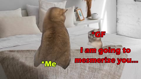 Cute Cat Memes 🐱I Never Get Tired of Watching Funny Cat Memes😂😂😂 Cats and Dogs Funny Pets