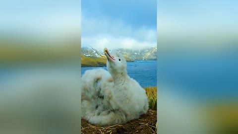 A young albatross calls out to his mother