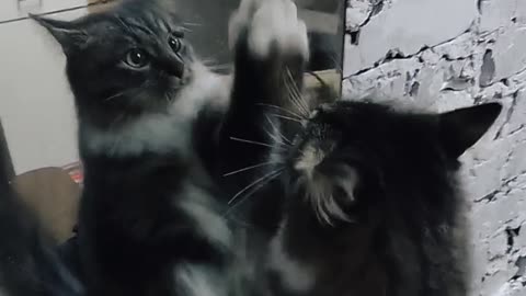 Kitten discovers mirror for the first time