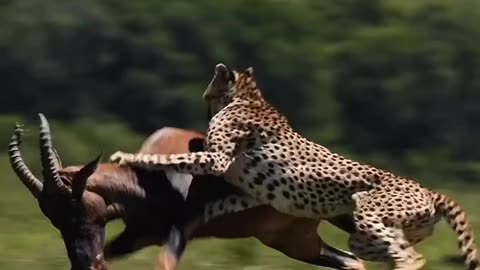 Lion attack deer in the forest , Lion video