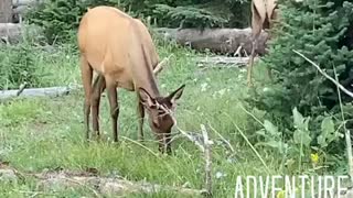 Yellowstone Elk Grazing