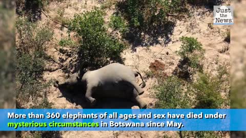 More than 360 Elephants die in mysterious circumstances in Botswana