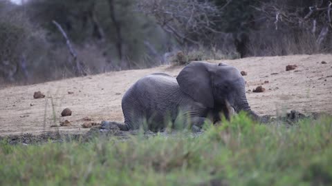 Elephant playing with muddy