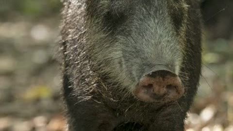 Peccarie Animals Videos For Kids