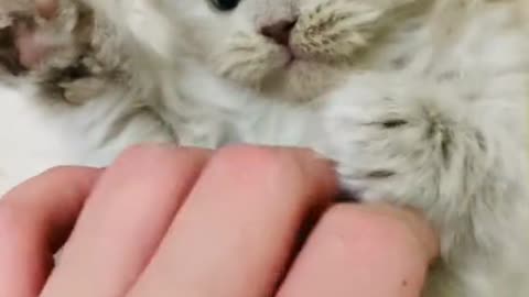 Adorable kitten with owner scene 💕💕💕😽😻