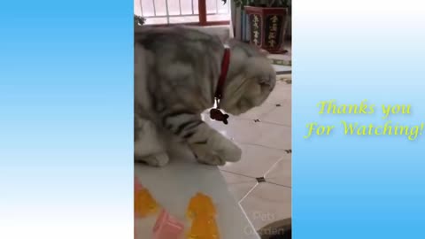 Funny and Cute Cat's Life 👯😺 Cats and Owners are the best friends Videos