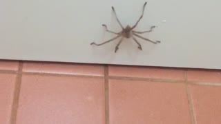 Nowhere Is Safe From Spiders in Australia