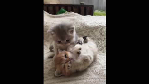 World Compilation of Cute Cats | Funny Cat And Kitten