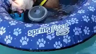 Bulldog loves playing in her float in the pool
