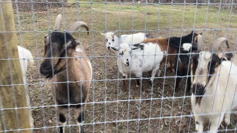 Goats and Dogs in December 2020
