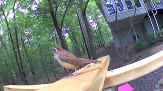 A happy Caroline Wren