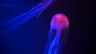 Healed jellyfish