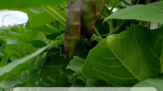 4 different types of beans under 15 seconds