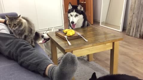 Didn't Expect Sucha Reaction! While I Was Sleeping, the Huskies Ate All My Lunch!