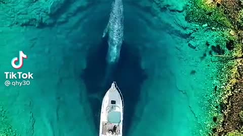 Beautiful whale show