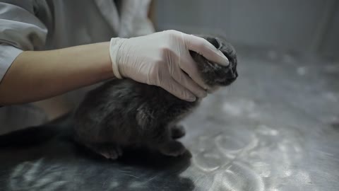 Woman doctor in a veterinary clinic examining a grey kitten on the table