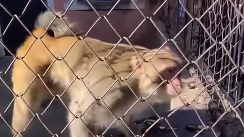 😂Cute and Funny TikTok Animal Videos You Can't Resist