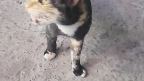 Nice cat funny video