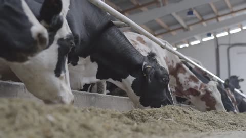 Close up cow feeding on milk farm. Cow on dairy farm eating hay