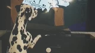 Dalmatian loves watching '101 Dalmatians' on TV