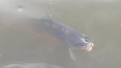Fish in the garden lake