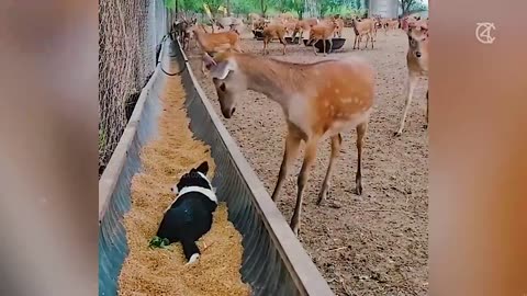 Funny Animals Video 2023 fun network of lovely