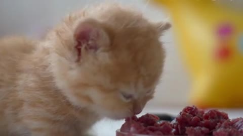 The kitten eats raw meat