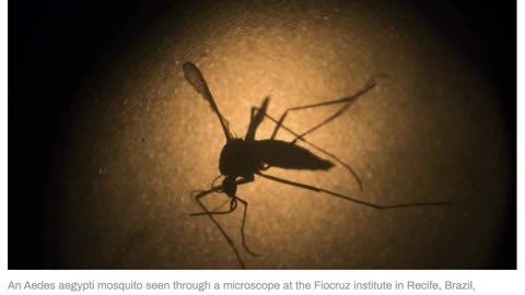 Dengue fever coming to US and Europe – WHO
