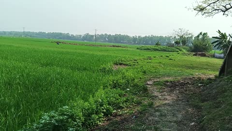 Beauty of paddy field