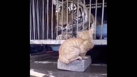 Tiger got scared of cat !!!!!!