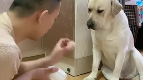 You will get STOMACH ACHE FROM LAUGHING SO HARD🐶Funny Dog