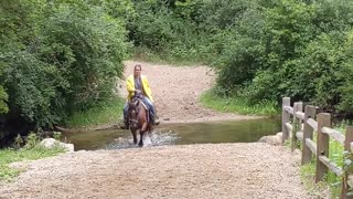 Zoya the Mustang crossing the Creek at Waterloo - 13 Aug 2022