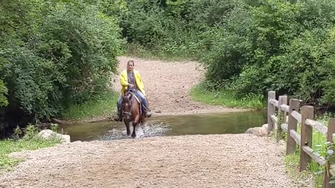 Zoya the Mustang crossing the Creek at Waterloo - 13 Aug 2022