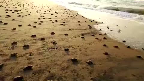 Watch: Over 200 Olive Ridley sea turtle hatchlings make way to ocean in Odisha