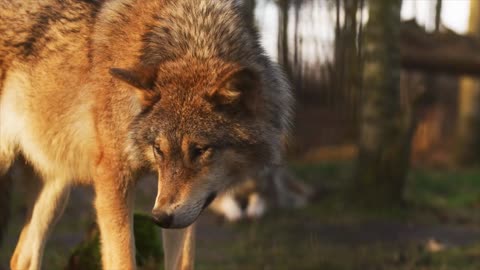 Wolf Animal Mammal Nature Wild Predatory Wolves