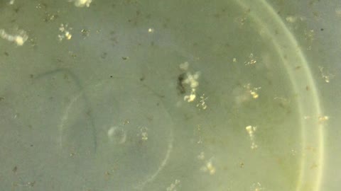 Newly Hatched Peppermint Shrimp Zoea