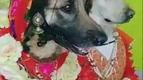 Indiya marriage life dog happ🐕️🐕️🐕️