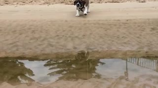 Big white brown dog comes short puddle