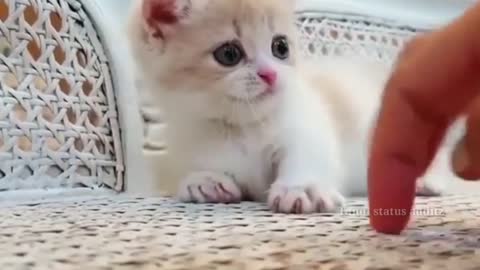 Cute white baby cat 😸