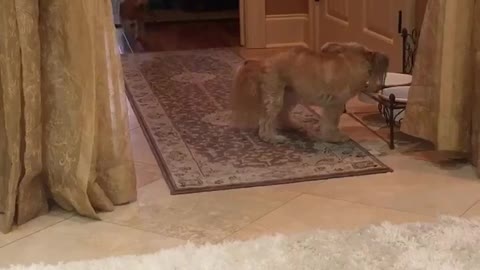 Brown dog running back and forth multiple times
