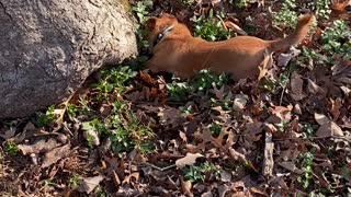 Peanut and the Chipmunk