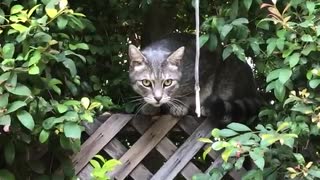 Grey cat in bushes sits on brown fence