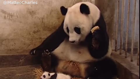 Funny video of cute panda baby