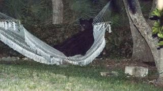 Bear lounges in Florida hammock