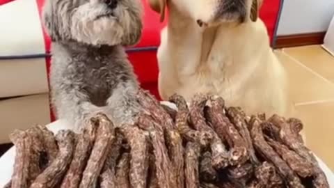 Top Funny and Cute Dog Videos